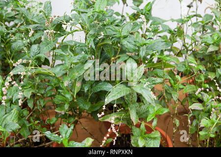Persicaria tinctoria, natural Indigo dye plants Stock Photo