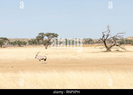 Gemsbok, Oryx gazella, in the Kgalagadi Transfrontier, National Park, Northern Cape, South Africa. Single gemsbok in dry Nossob River in vast arid lan Stock Photo