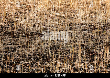 Structures in dry grass, closeup, with a blurred wipe effect Stock Photo