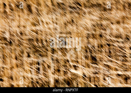Structures in dry grass, closeup, with a blurred wipe effect Stock Photo