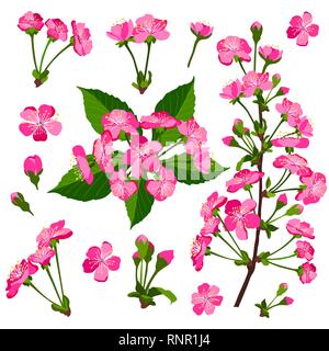 Set of pink cherry tree flowers vector Stock Vector