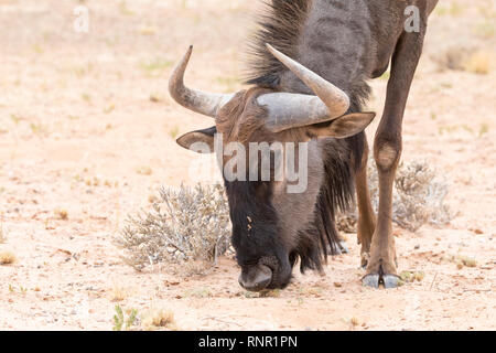 Blue Wildebeest, Connochaetes taurinus, Kgalagadi Transfrontier Park, Northern Cape, South Africa close up on the head of a grazing wildebeest on sand Stock Photo