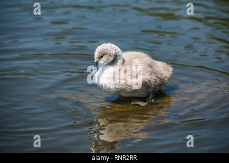 Cygnet standing on a hidden tree log in the water. Stock Photo