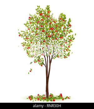 Cherry tree with berries vector Stock Vector