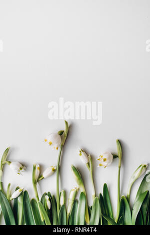Creative pattern made of snowdrop flowers on a bright background. Nature spring concept. Flat lay, top view, copy space. Stock Photo