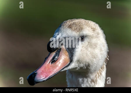 Swan's head covered in dirt during the winter beside the River Thames, Reading, Berkshire, England, UK Stock Photo