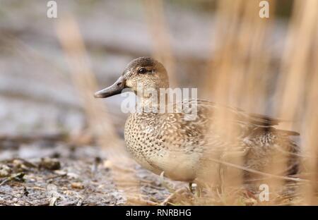 Female Eurasian / Common Teal (Anas crecca) hiding in reed-bed. February 2019, Gloucestershire, UK Stock Photo