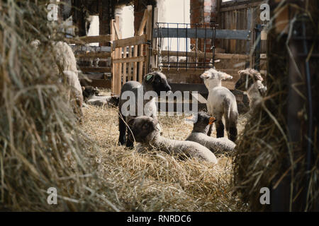 Small sheep shed full of baby sheeps in countryside Stock Photo