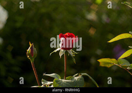 closeup of a beautiful red rose, with a retro effect Stock Photo