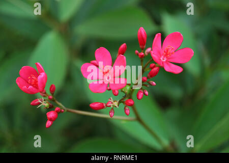 Three of Blooming Jatropha Flowers with Bunch of Flower Buds on Blurry Green Foliage in Background Stock Photo