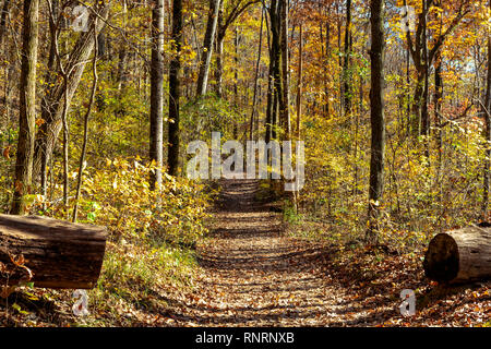 Hiking on a trail in the woods in Soddy Daisy, Tennesse well into fall after a heavy rain where trees fall onto the trail Stock Photo