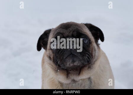 Cute chinese pug puppy is looking at the camera. Dutch mastiff or mops. Pet animals. Purebred dog. Stock Photo