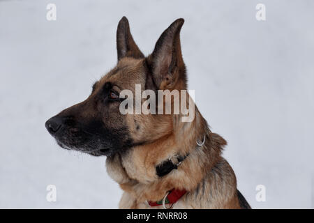 German shepherd with black mask close up. Pet animals. Purebred dog ...