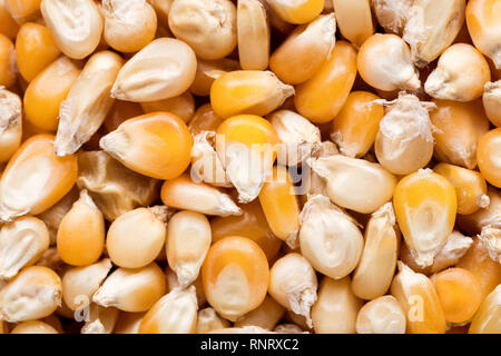 High quality seeds of popcorn, in a texture form for your unique garden. Can be used by seed producers. Stock Photo