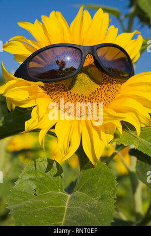 Close-up of a sunflower wearing black sunglasses Stock Photo