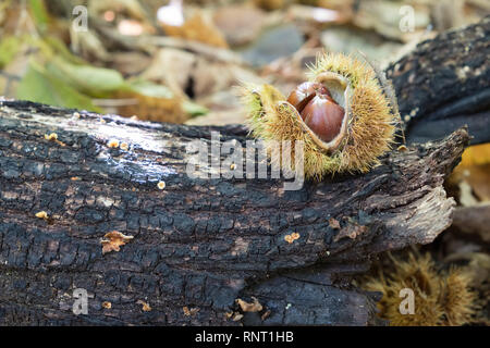 Chestnut fallen open in the chestnut forest on old fallen tree trunk Stock Photo