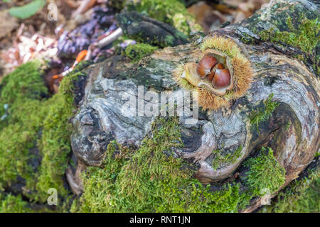 Chestnut fallen open in the chestnut forest on old fallen tree trunk Stock Photo