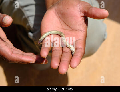 A tour guide holds a Legless lizard in the desert outside Swakopmund, Namibia Stock Photo