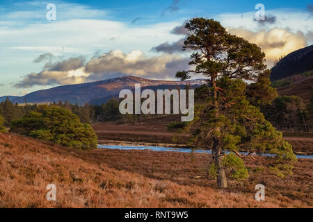 Mar Lodge Estate is a highland estate in western Aberdeenshire, Scotland, which has been owned and managed by the National Trust for Scotland. Stock Photo
