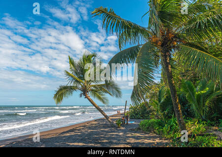 People laying on the beach along the Caribbean Sea with palm trees in Tortuguero, Costa Rica. Stock Photo