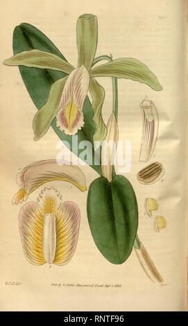 Cattleya forbesii - Curtis' 60 (N.S. 7) pl. 3265 (1833). Stock Photo