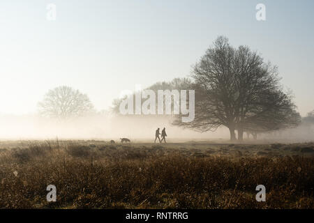 Dog walking in misty park with frosty fields and sunrise in winter, Royal Bushy Park, London Stock Photo