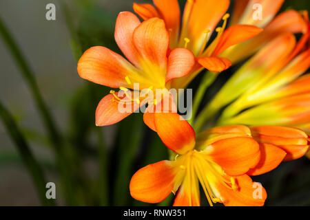 Beautiful bright orange flowers of Kaffir lily (Clivia miniata)