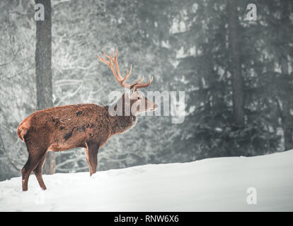 A beautiful red deer standing in front of a snowy landscape with a beautiful snowed background in the forest Stock Photo