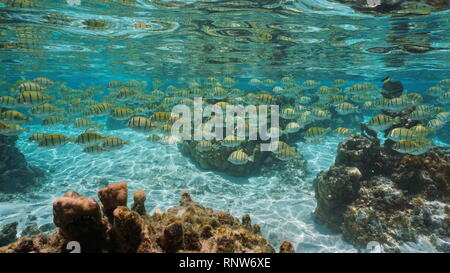 School of tropical fish (convict surgeonfish) below water surface in a lagoon, Pacific ocean, French Polynesia Stock Photo