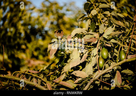 Avocados cuke seedless, Persea americana, on the tree, before they are ripe and ready for harvesting. Stock Photo