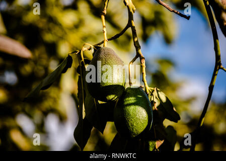 Avocados cuke seedless, Persea americana, on the tree, before they are ripe and ready for harvesting. Stock Photo
