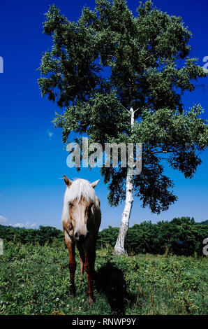 Dosanko (Hokkaido Horse) in summer Stock Photo