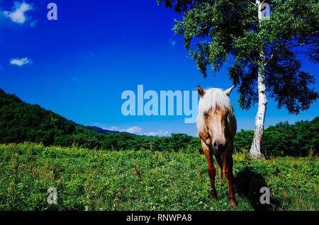 Dosanko (Hokkaido Horse) in summer Stock Photo