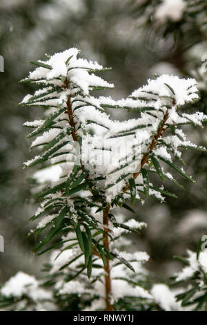 Closeup big flakes of snow on branch. Selective focus of snowflake on tree during winter. Stock Photo