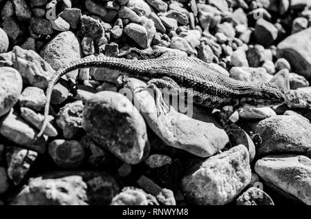 Small lizard sunbathing on rocks after rain storm on top of a mountain next to Bear Lake, Utah. Stock Photo