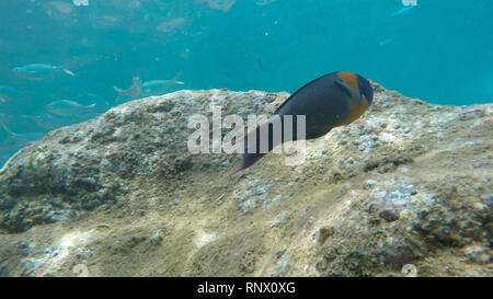close up of a saddle wrasse and a school of silver fish at honolua bay Stock Photo