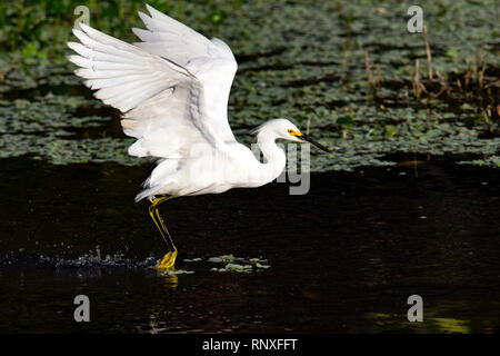 Snowy Egret (Egretta thula) in Flight - Green Cay Wetlands, Boynton Beach, Florida, USA Stock Photo