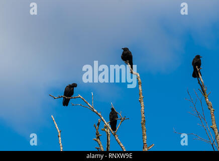 Murder of crows gathering on dead tree branches with clouds and a blue sky Stock Photo