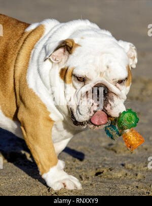 Young English Bulldog Male at a beach. Stock Photo