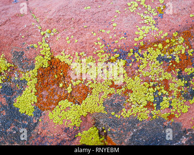 Bright green lichen growing on red rock in the desert Stock Photo