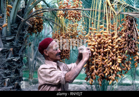 A farmer checking his ripening dates in Nefta oasis Tunisia Stock Photo