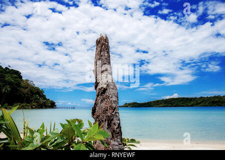 Palm tree of dries on sand beach with sunlight at sky. Stock Photo