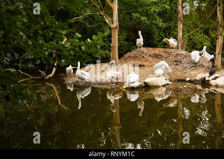 The gruop of Dalmatian pelicans (Pelecanus crispus) resting on the small island under the trees. Stock Photo