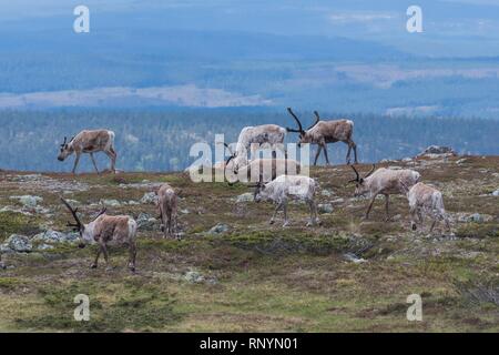 reindeers Stock Photo