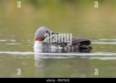 red-throated diver Stock Photo