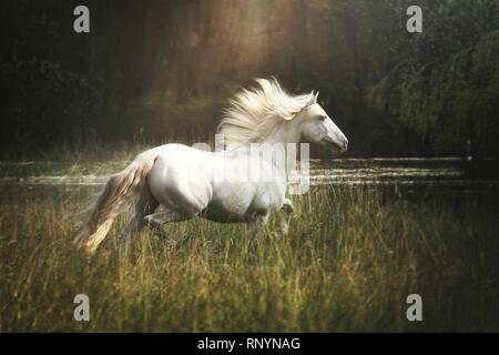 trotting Andalusian horse Stock Photo