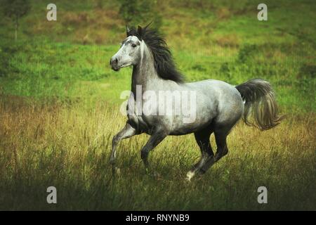 galloping arabian horse Stock Photo