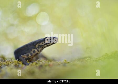 common newt Stock Photo