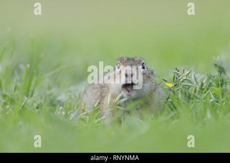 gopher Stock Photo