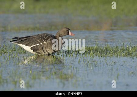 greater white-fronted goose Stock Photo
